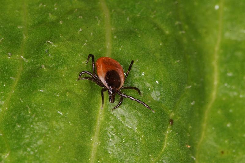 Ixodes_ricinus_D5189_Z_90_Les Gris_Frankrijk.jpg